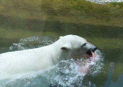 Contentbär beim Schwimmen