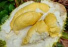 durian