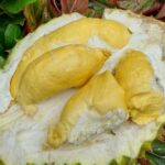 durian