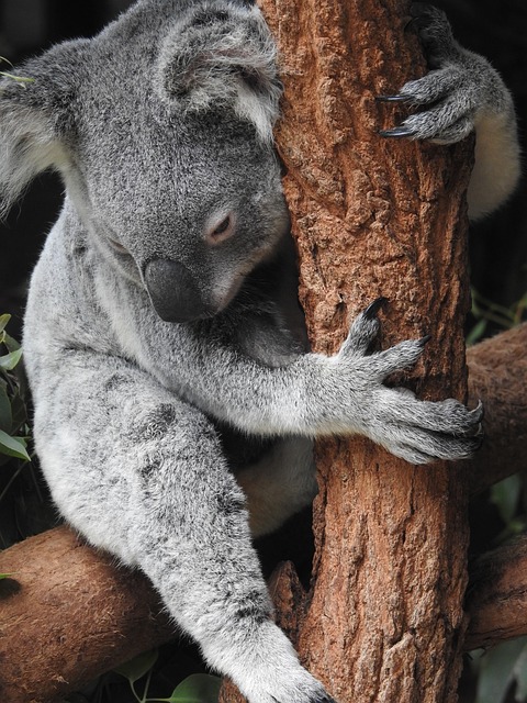 Australien Rundreise