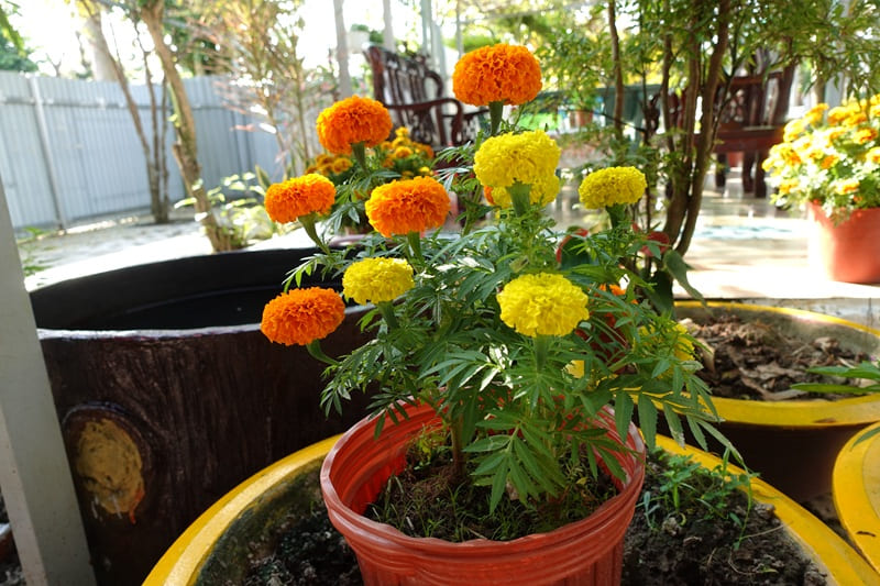 Tet Fest