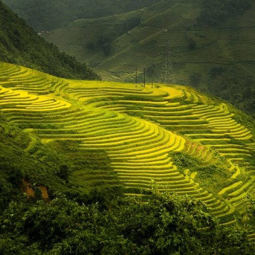 Sapa